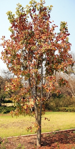 Pterocarpus rotundifolius subsp. rotundifolius ready to shed leaves