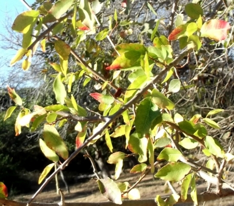 Spirostachys africana leaves