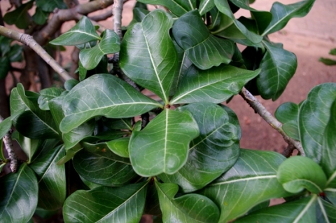 Adenium multiflorum leaves
