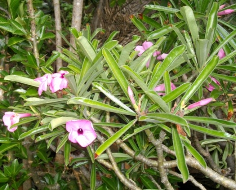 Adenium swazicum showing bare stems