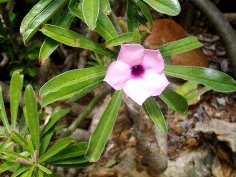 Adenium swazicum with pointy petals