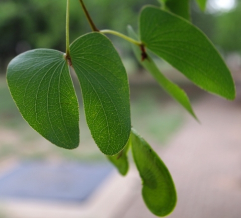 Colophospermum mopane leaf