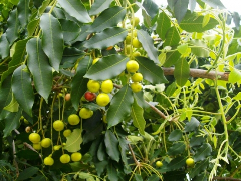 Ekebergia capensis fruit