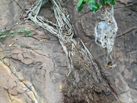 Ficus ingens roots on hard rock