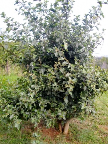 Ficus sycomorus young tree planted in Gauteng