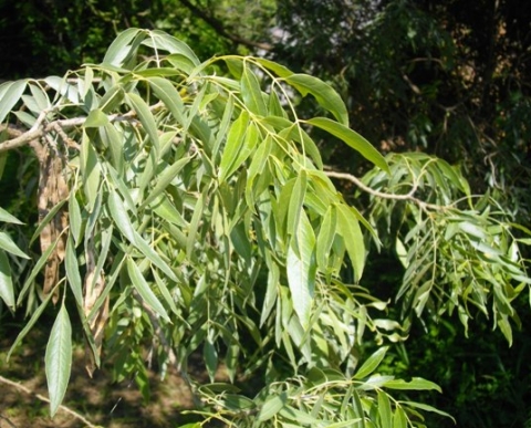 Salix mucronata subsp. woodii