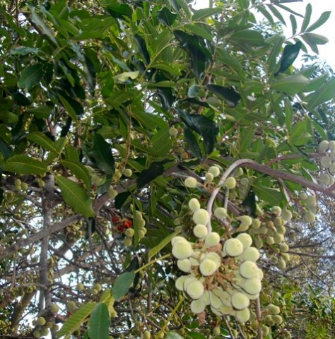 Trichilia emetica subsp. emetica