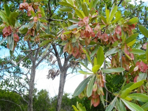 Terminalia sericea fruits and leaves