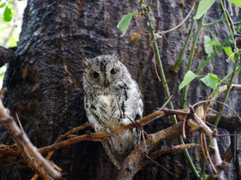 African scops owl  on its favourite perch