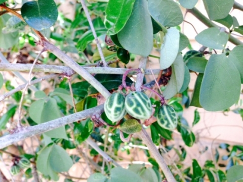 Adenia fruticosa subsp. fruticosa green fruit