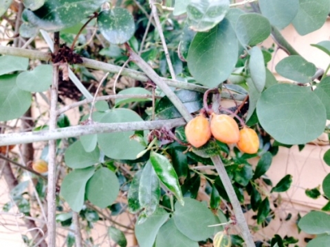 Adenia fruticosa subsp. fruticosa ripe fruit