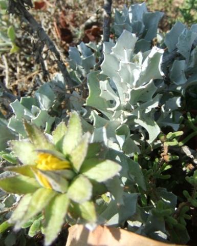 Berkheya cuneata young leaf colour