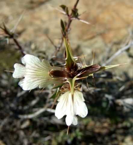 Blepharis capensis flowers