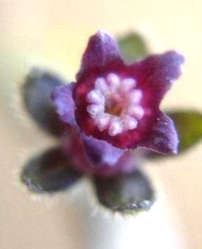 Cynoglossum hispidum flower