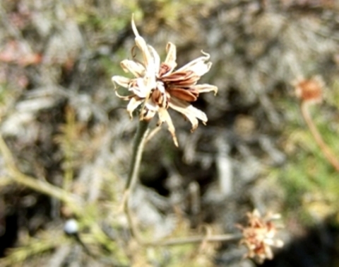 Garuleum bipinnatum seeds departing