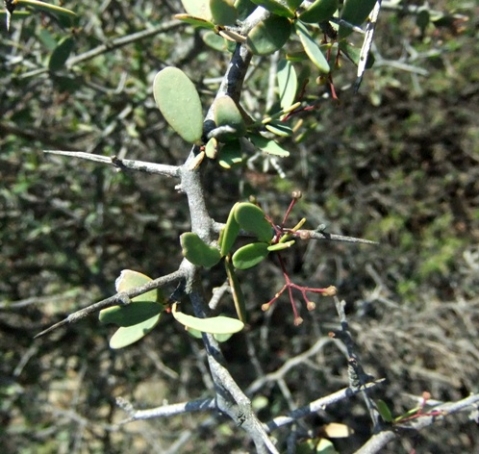 Gloveria integrifolia buds