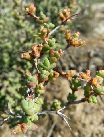 Ruschia spinosa leaves and fruits