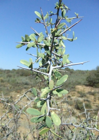 Gloveria integrifolia ambitious branch