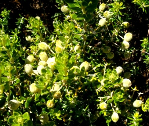 Phylica buxifolia fruit