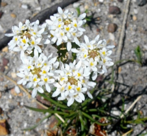 Pseudoselago subglabra flowering at Kleinmond