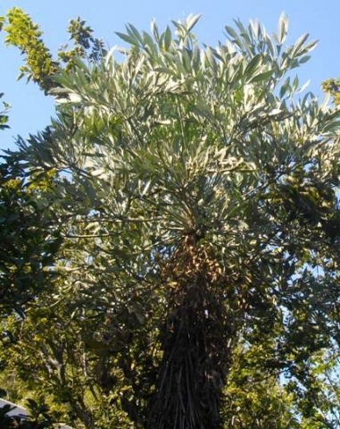 Cussonia transvaalensis, the vaalkiepersol