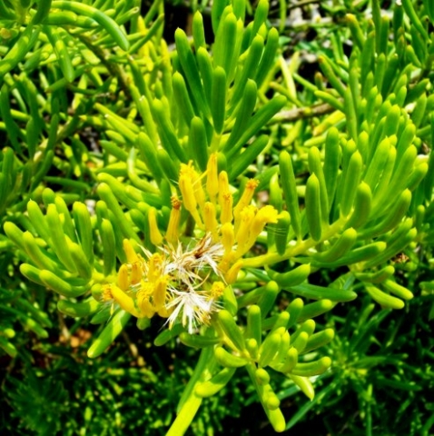 Senecio barbertonicus flowering