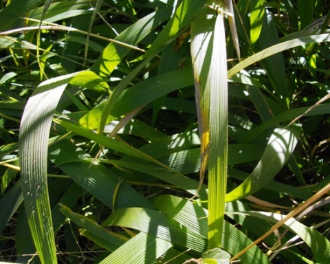 Setaria megaphylla