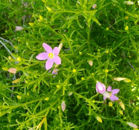 Chironia baccifera flowers