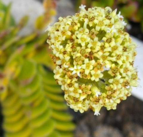 Crassula ciliata flowers