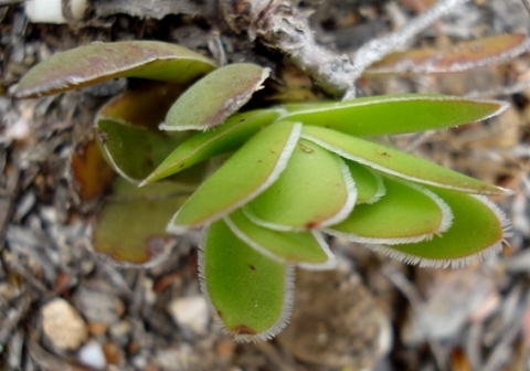 Crassula ciliata large leaf cilia or marginal fringes