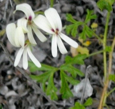 Pelargonium alchemilloides without zonal leaf markings