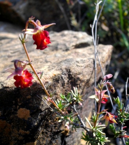 Hermannia filifolia var. grandicalyx among rocks