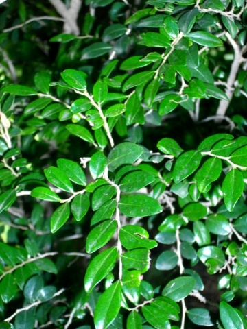 Diospyros natalensis leaves