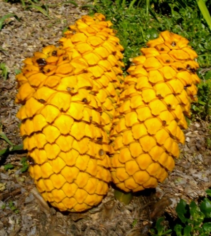 Encephalartos villosus female cones