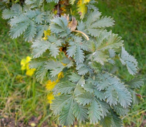Leucosidea sericea leaves