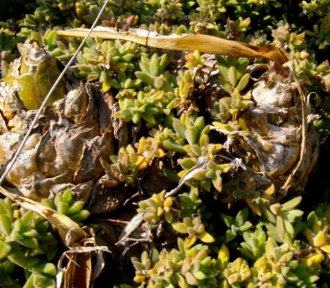 Drimia altissima, the leafless season