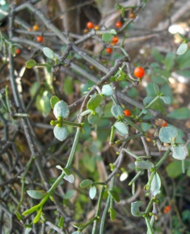 Viscum rotundifolium leaves