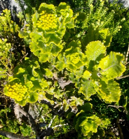 Senecio rigidus leaves and buds