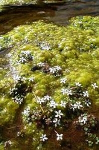 Limosella vesiculosa flowers