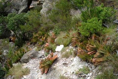 Kumara haemanthifolia habitat