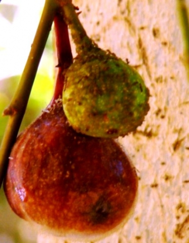 Ficus sur fruit and occupants