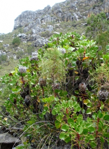 Protea cynaroides big on rock