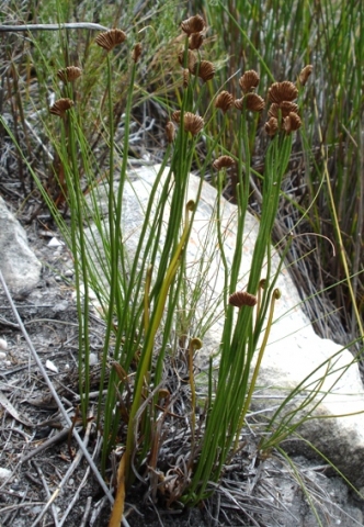 Schizaea pectinata or cockscomb fern 