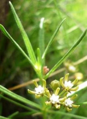 Schizoglossum bidens subsp. bidens