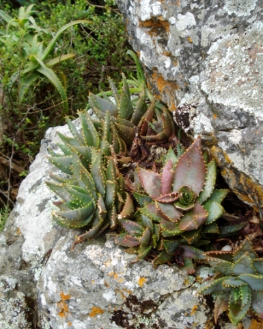 Aloe perfoliata in rocky habitat