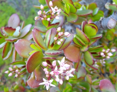Crassula ovata leaves