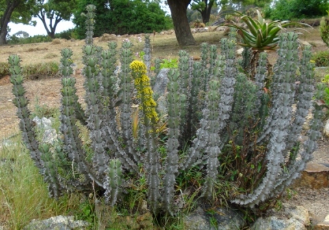 Euphorbia caerulescens wider than tall
