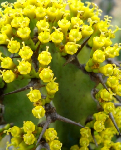 Euphorbia caerulescens flowering