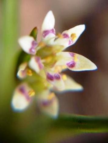 Wurmbea elatior flower