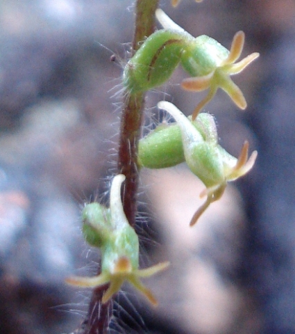 Holothrix villosa, a hairy plant